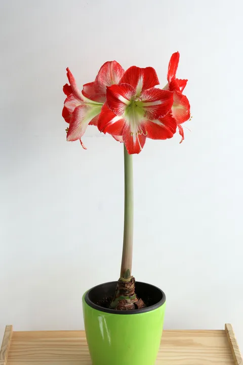 Yeşil saksıda çiçek açmış kırmızı ve beyaz amaryllis (Hippeastrum), kalın çiçek sapının ucunda iri çiçekler