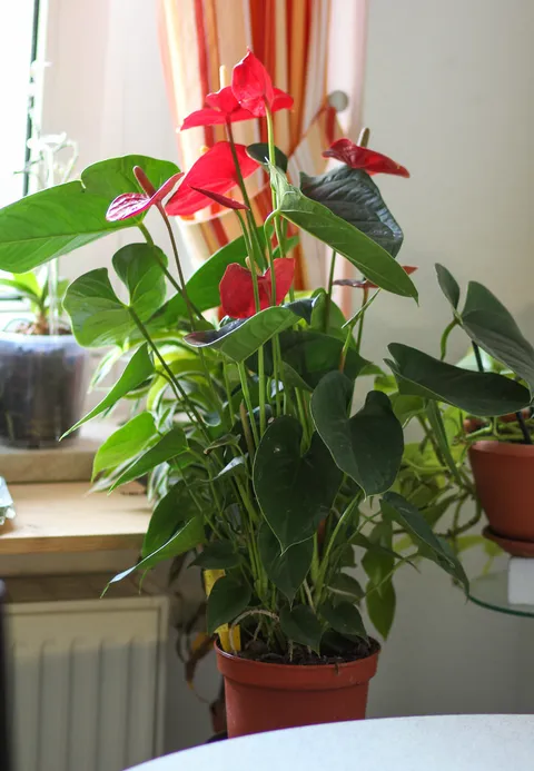 Flamingoblume (Anthurium andraeanum) im Topf, rote Blütenscheide und glänzende Blätter