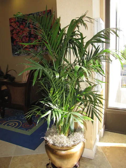 Saksıda areka palmiyesi (Dypsis lutescens), dekoratif saksıda tüylü kavisli yaprakları