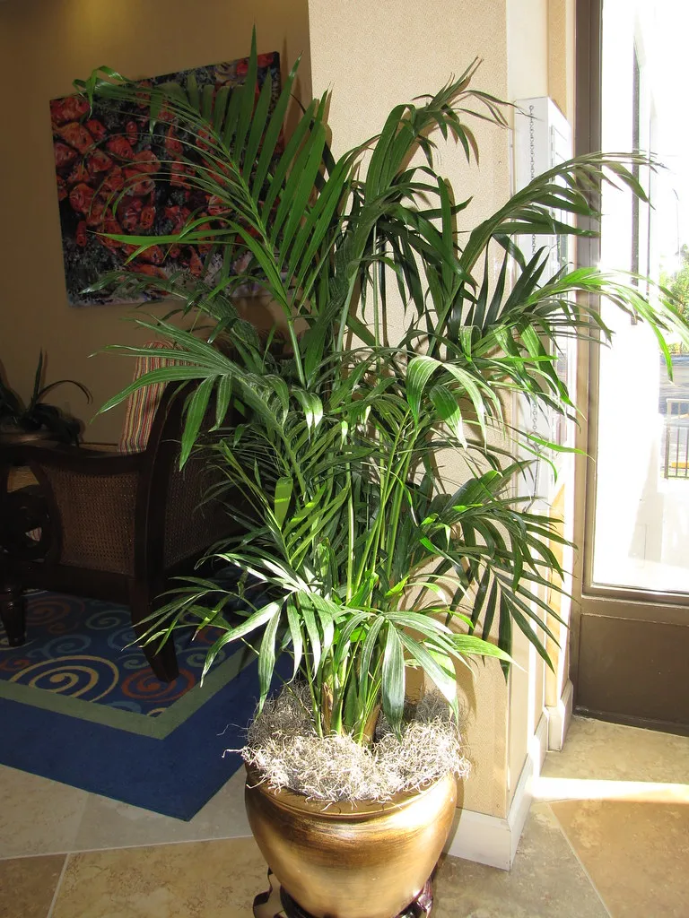 Saksıda areka palmiyesi (Dypsis lutescens), dekoratif saksıda tüylü kavisli yaprakları