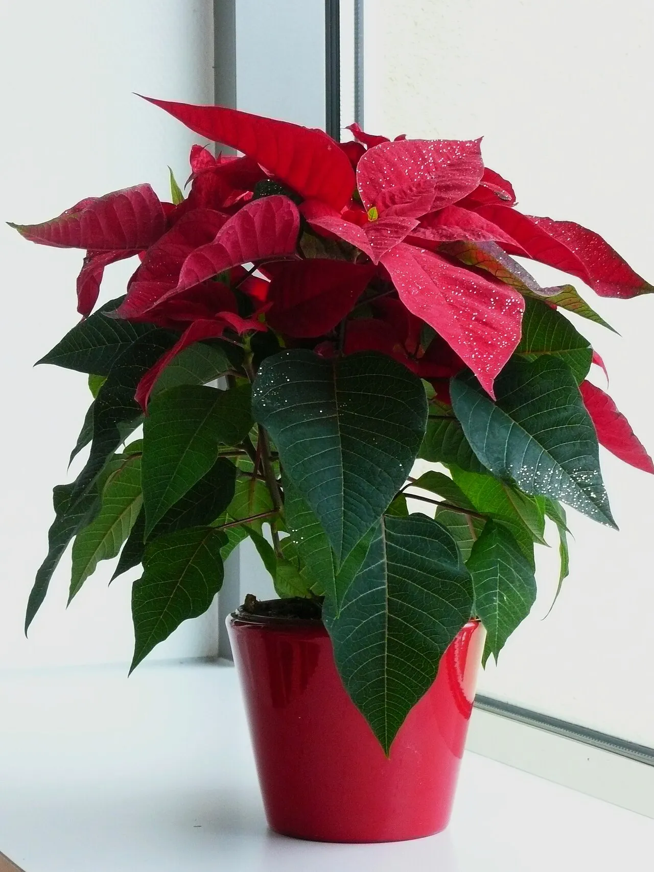 Weihnachtsstern (Euphorbia pulcherrima) im Topf mit roten Brakteen und grünen Blättern