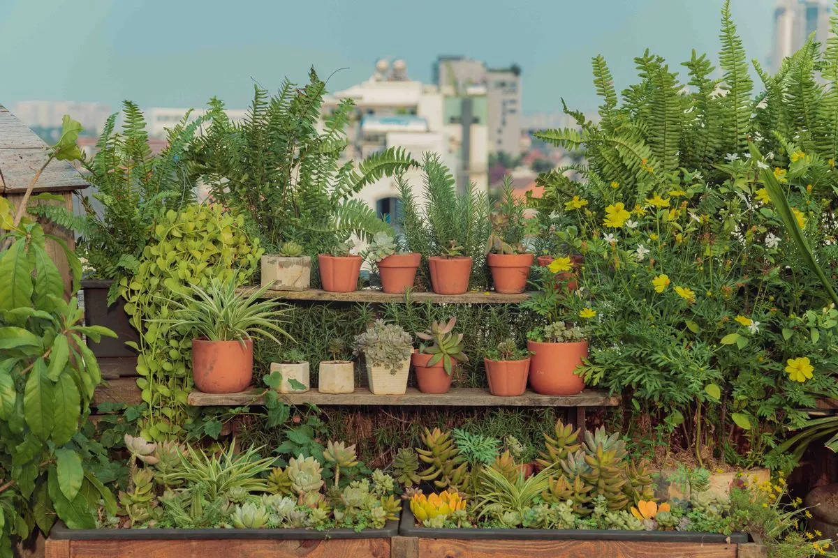 Dachterrasse mit Holzregalen voller Töpfe, daneben Farne, Sukkulenten und blühende Pflanzen vor einer Stadtkulisse