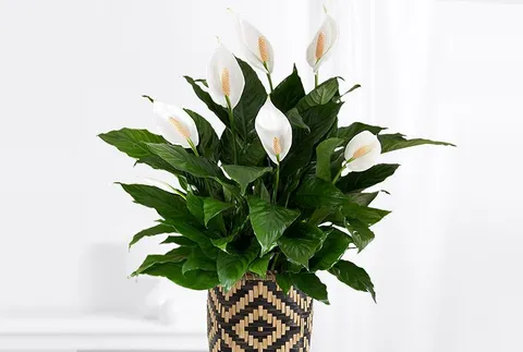 Einblatt (Spathiphyllum) im Topf, mit weißen Hochblättern und glänzend dunkelgrünen Blättern