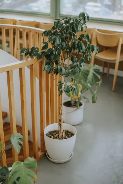 Birkenfeige (Ficus benjamina) im Topf, schlanker Stamm mit kleinen glänzenden Blättern