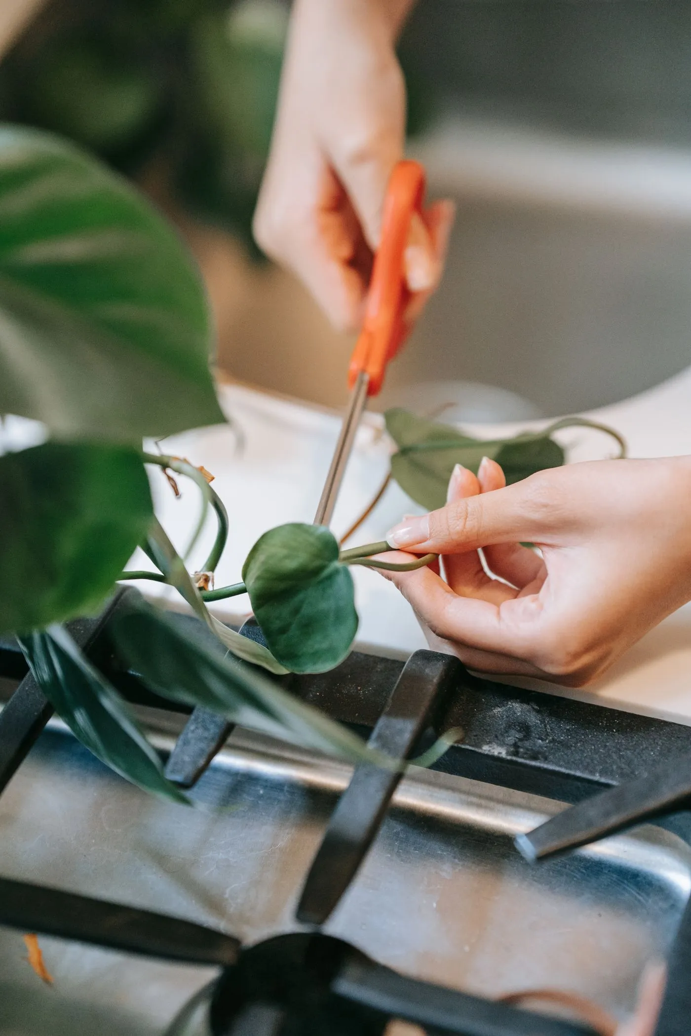 Kamerplanten snoeien: een snoeischaar zet aan bij een lange, kale tak, net boven de knoop waar het blad aan de tak zit.