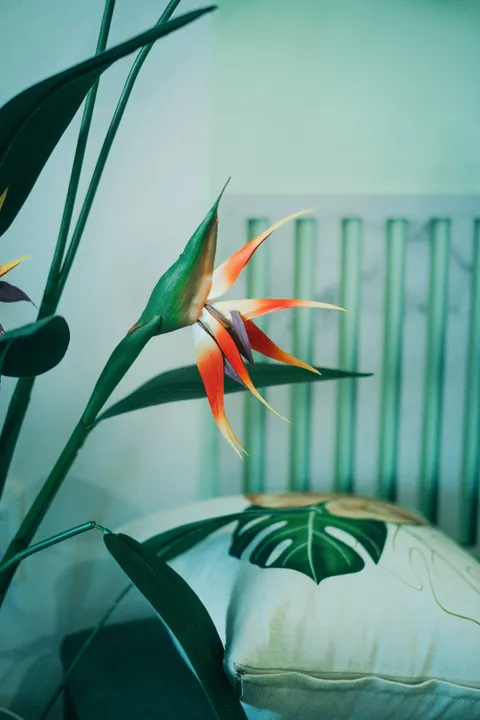 Cennet kuşu çiçeği (Strelitzia reginae) turuncu turna gagası çiçeği, iç mekanda