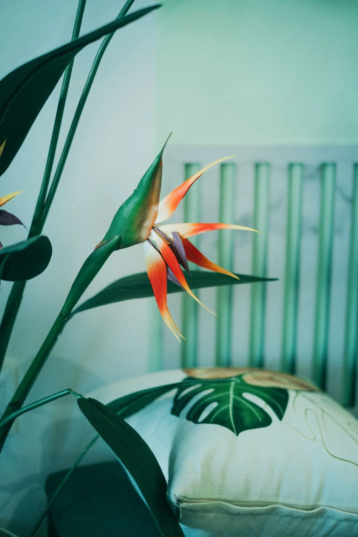 Strelitzie (Strelitzia reginae) im Innenraum, orange-violette Blüte über schmalen, langstieligen Blättern