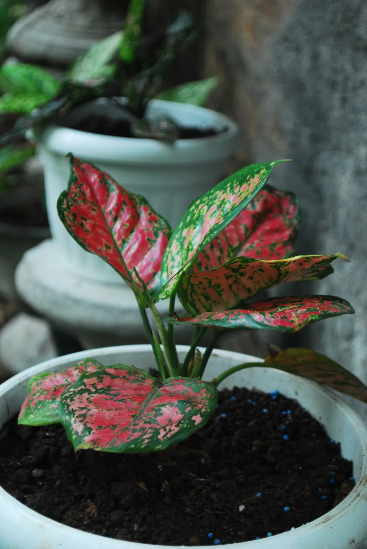 Kırmızı-yeşil alacalı Çin herdemyeşili (Aglaonema) saksıda