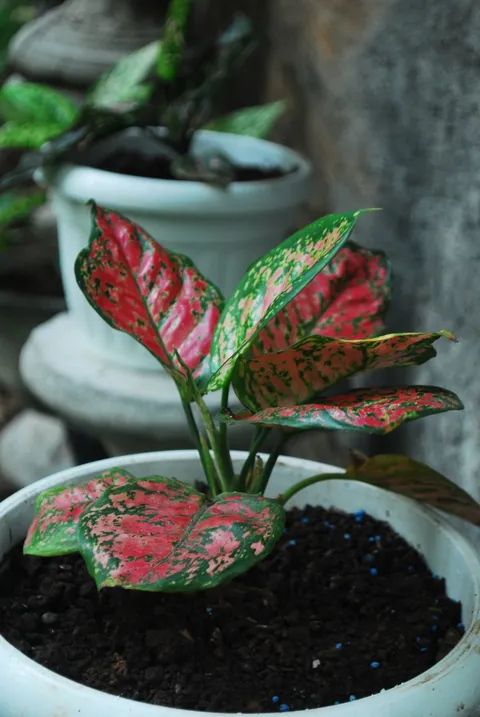 Kırmızı-yeşil alacalı Çin herdemyeşili (Aglaonema) saksıda