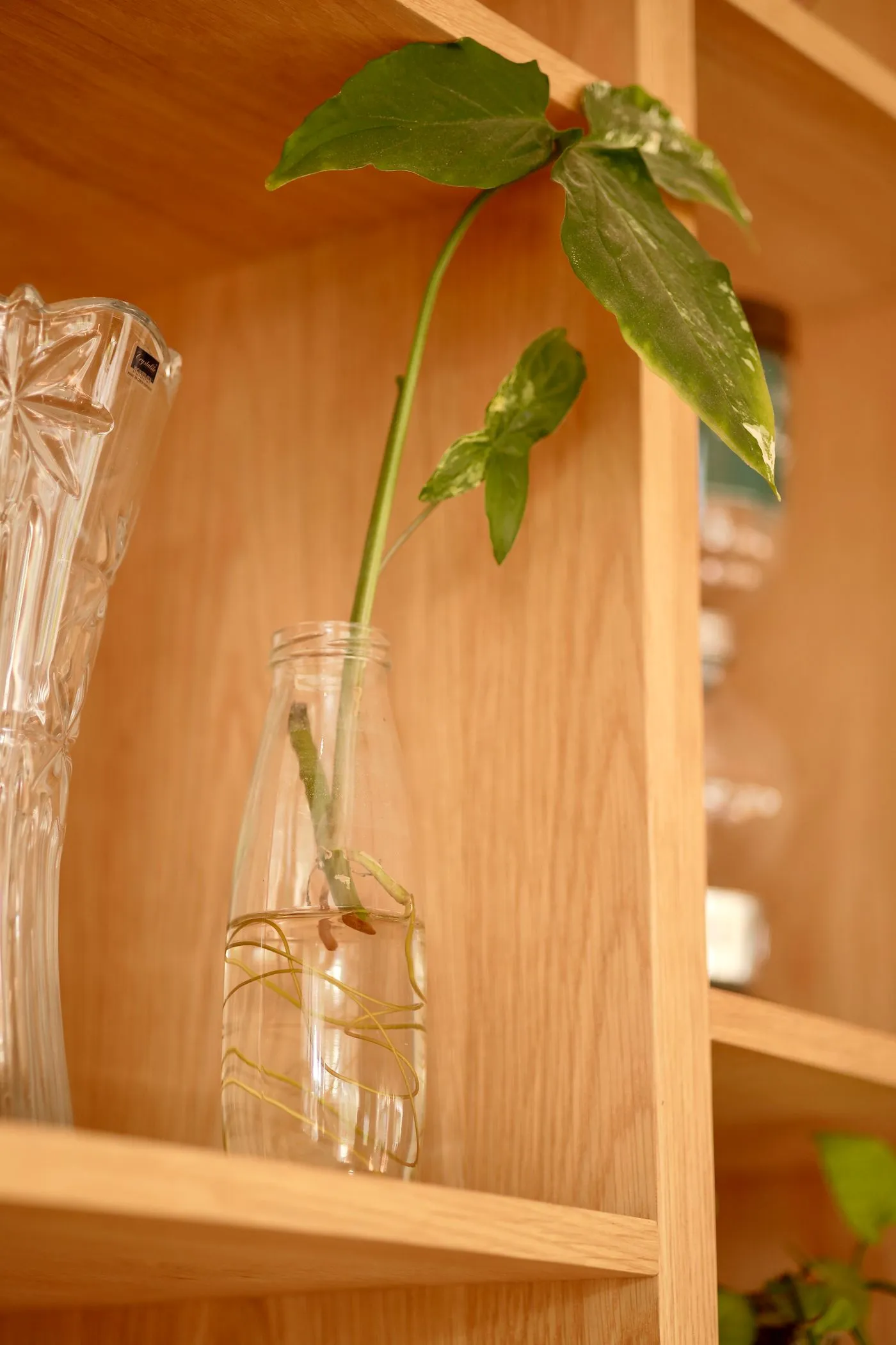Stek van een Syngonium podophyllum in een glas water; de witte wortels komen zichtbaar uit de knoop aan de tak.