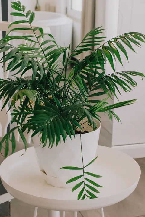 Dağ palmiyesi (Chamaedorea elegans, salon palmiyesi) beyaz saksıda