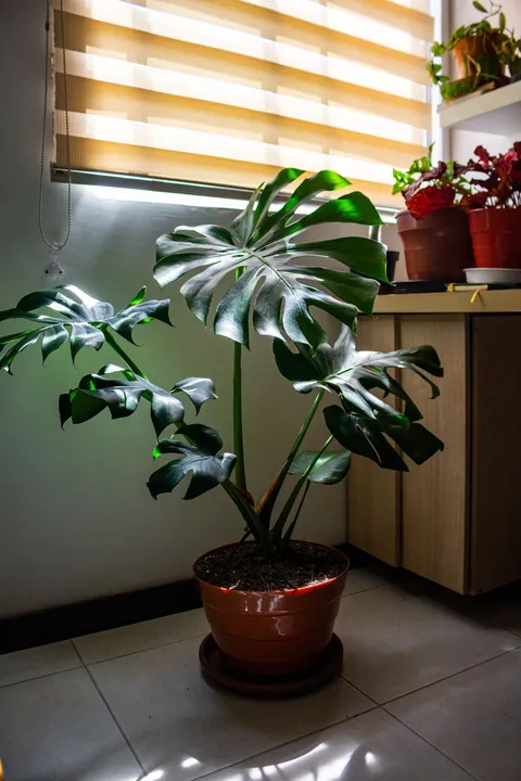Monstera deliciosa (Fensterblatt) im Topf, mit großen gefensterten Blättern und sichtbaren Luftwurzeln
