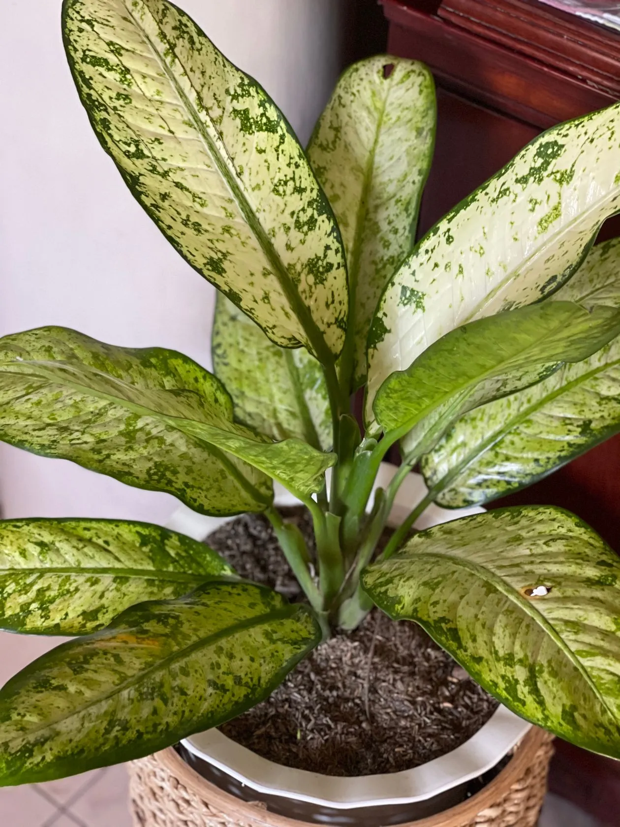 Dieffenbachie (Dieffenbachia) im Topf, breite cremeweiß gefleckte Blätter