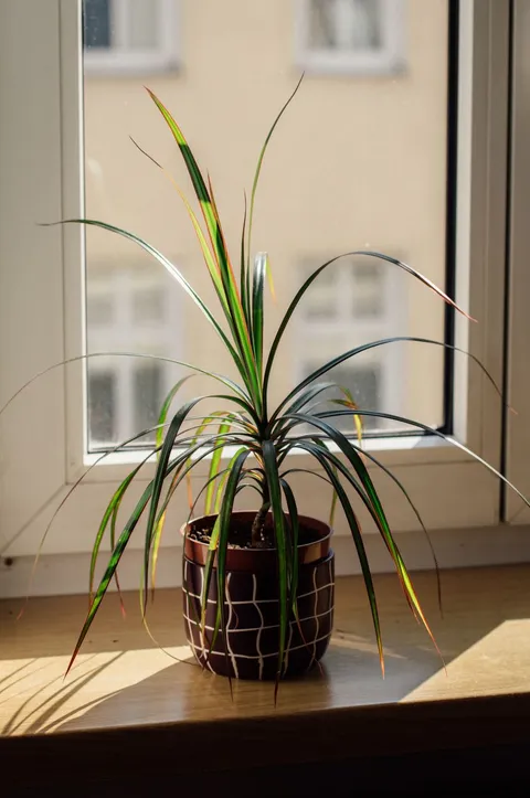 Ejderha ağacı (Dracaena marginata), ince gövde ve kırmızı kenarlı sivri yaprak püskülü saksıda