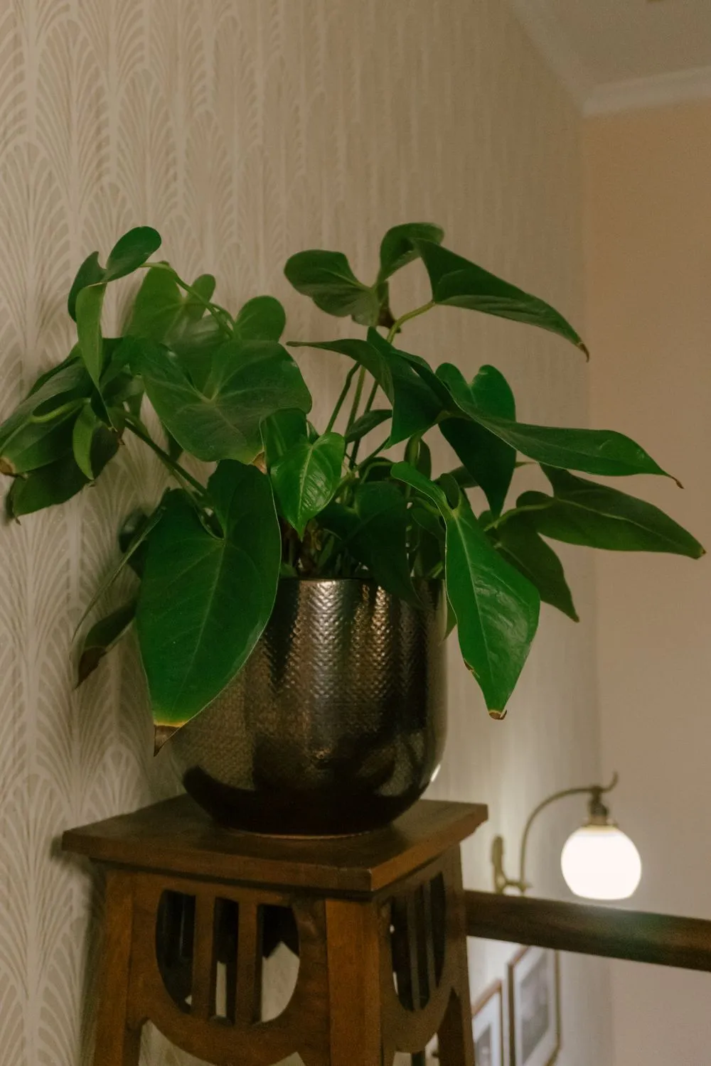 Philodendron (Philodendron hederaceum) im Topf, glänzende herzförmige grüne Blätter