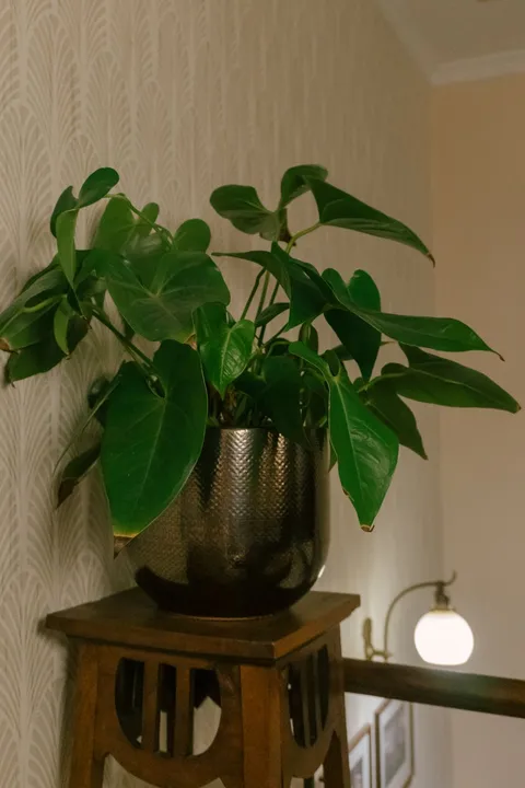 Filodendron (Philodendron hederaceum), kalp biçimli parlak yeşil yaprakları saksıda