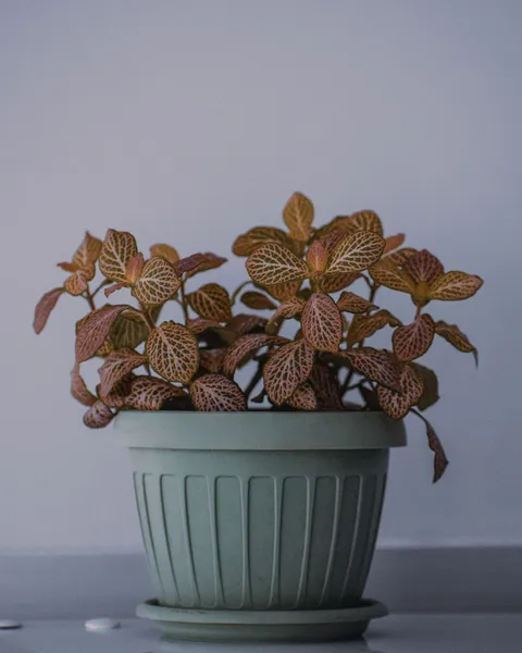 Fittonia (Fittonia albivenis, sinir bitkisi), damar desenli mozaik yaprakları saksıda