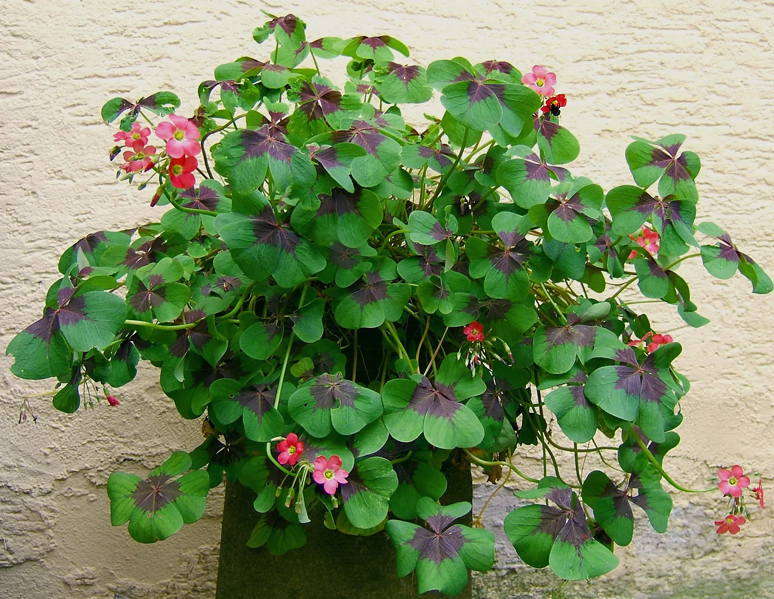 Glücksklee (Oxalis tetraphylla) im Topf, vierteilige Blätter mit dunkler Zeichnung