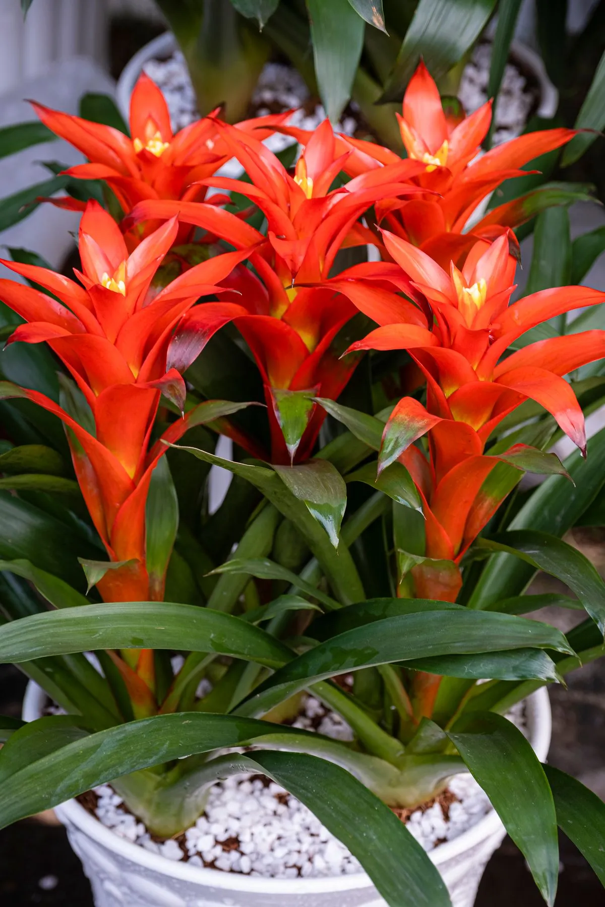 Guzmanie (Guzmania lingulata) im Topf, roter Stern über der grünen Blattrosette