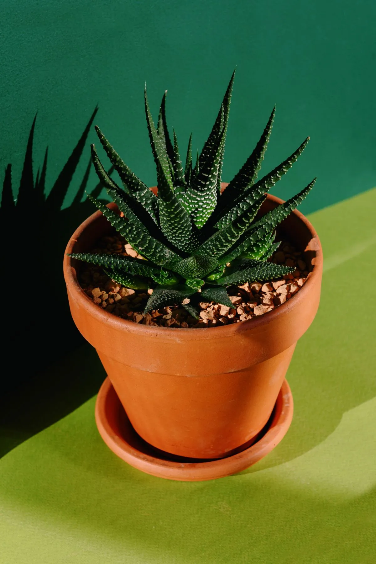 Zebra-Haworthia (Haworthiopsis fasciata) im Topf, Rosette aus dunkelgrünen Blättern mit weißen Querstreifen