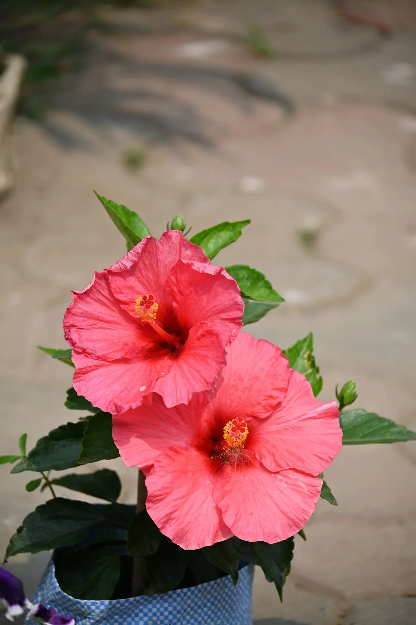 Rood bloeiende hibiscus (Hibiscus rosa-sinensis); de lange meeldraadzuil steekt uit de bloem, met glanzende, aan de rand getande donkergroene bladeren.
