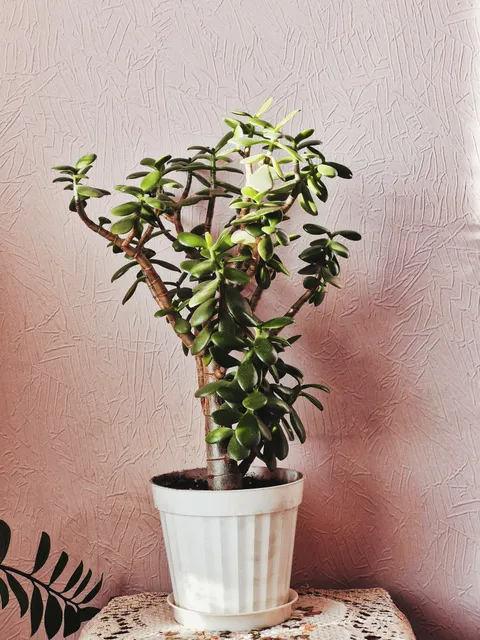 Beyaz saksıda jade bitkisi (Crassula ovata), kalın etli oval yapraklar ve ağaçsı gövde