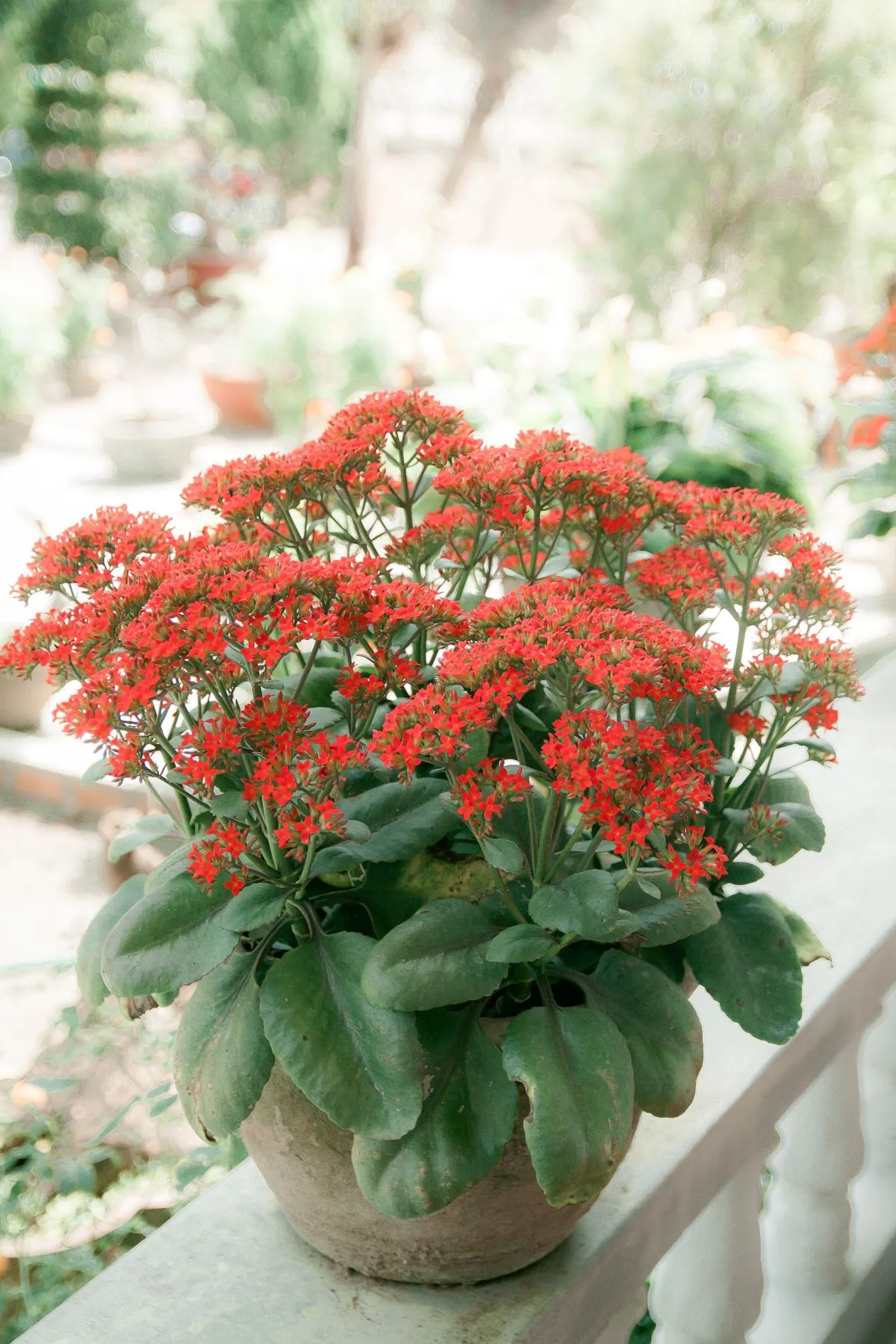 Kalanchoe (Kalanchoe blossfeldiana) mit orangefarbenen Blütendolden in einem braunen Topf
