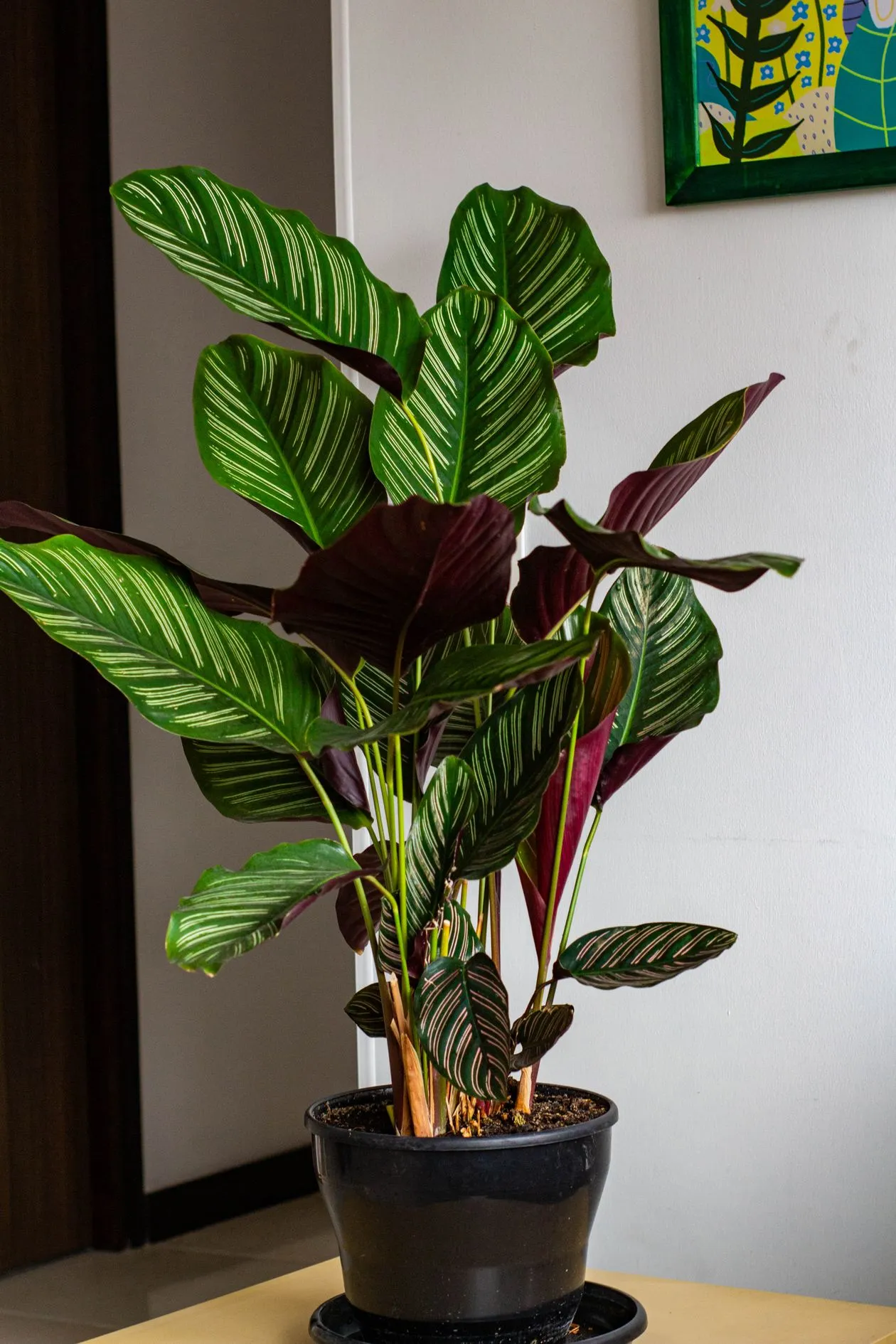 Calathea (Korbmarante) im Topf, mit auffällig gemusterten Blättern und rötlich violetter Blattunterseite