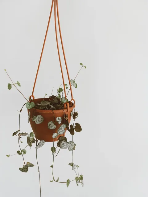 Kalp sarmaşığı (Ceropegia woodii, string of hearts), gümüş desenli kalp yaprakları askı saksıda