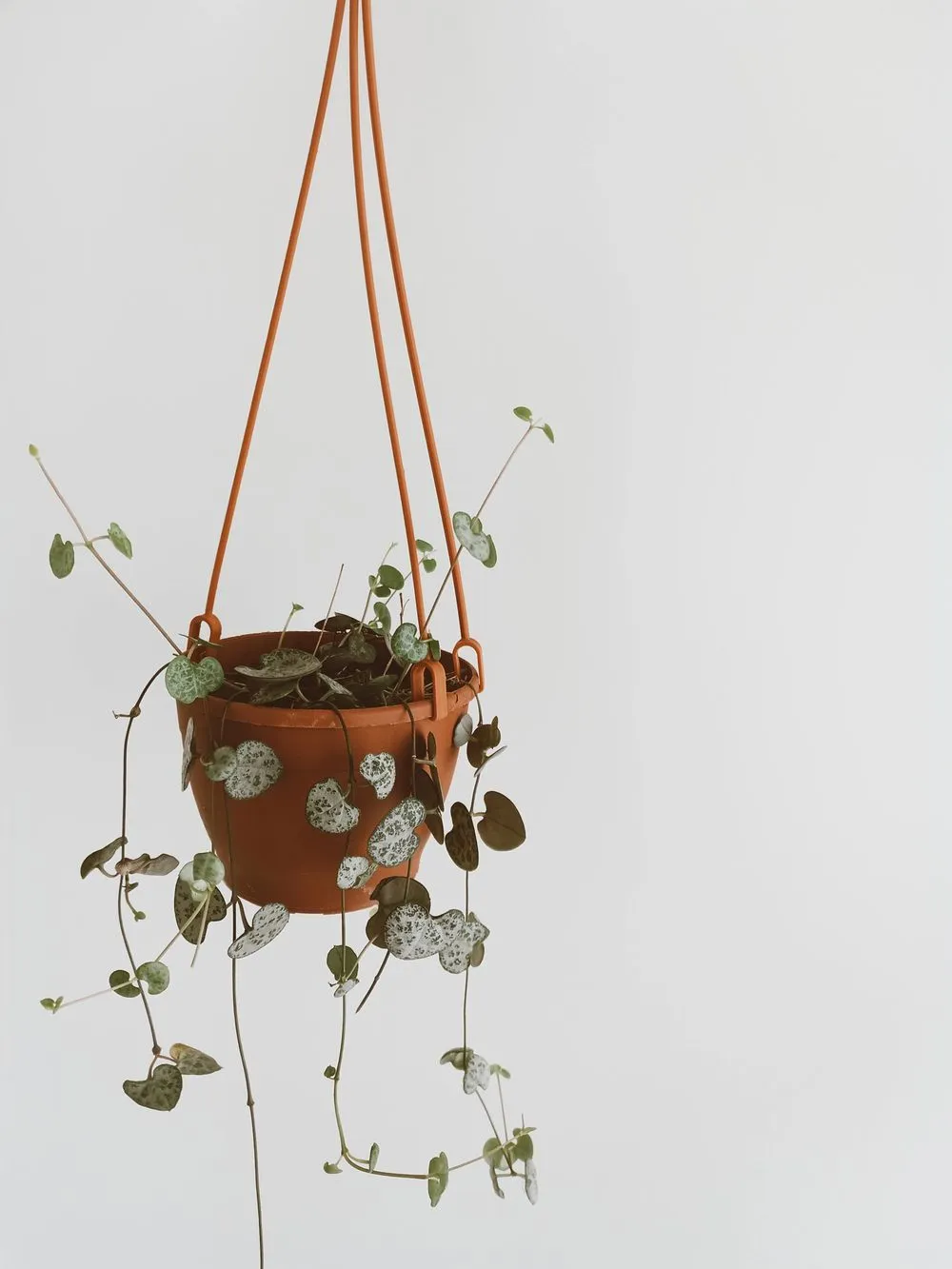Leuchterblume (Ceropegia woodii) mit silbrig gemusterten, herzförmigen Blättern an hängenden Trieben
