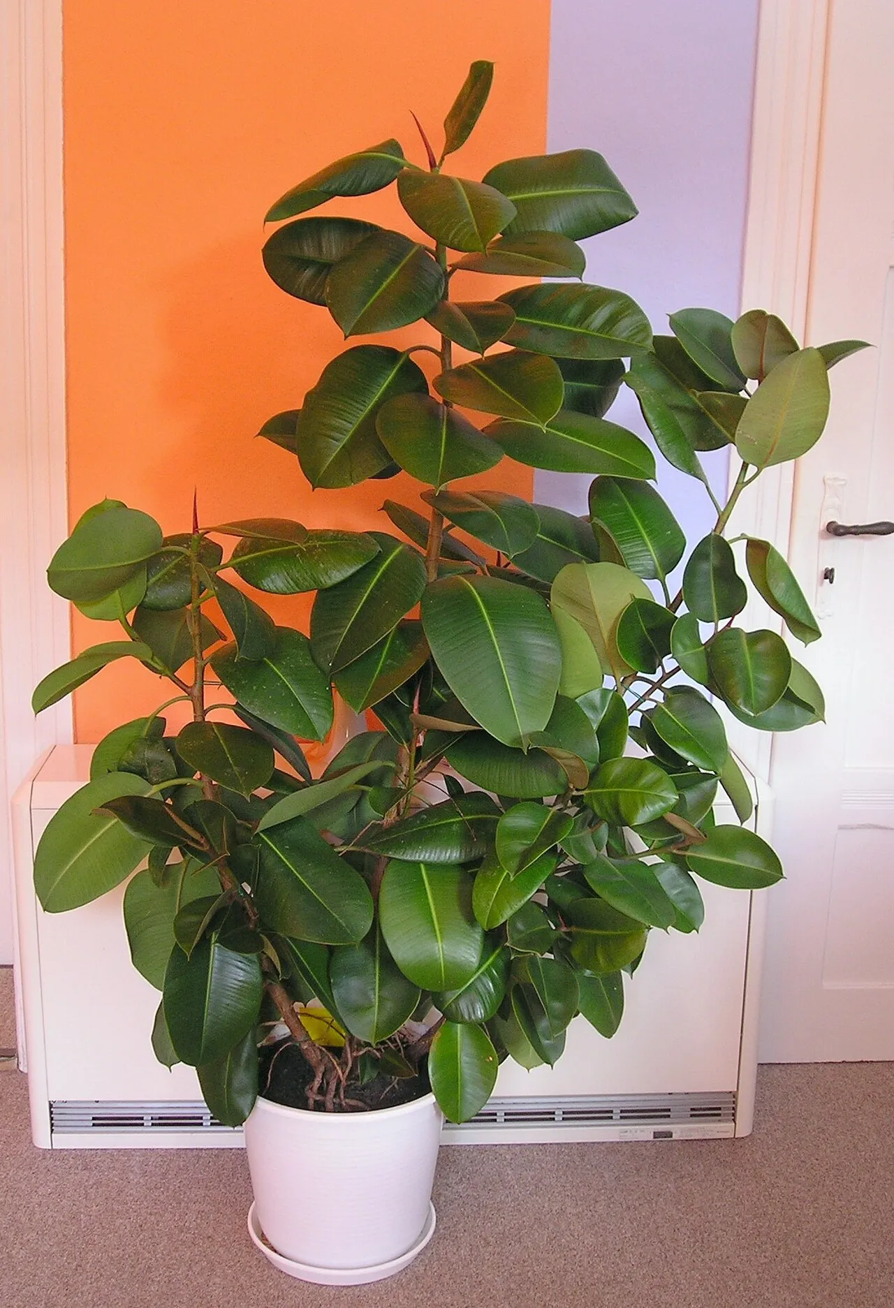 Gummibaum (Ficus elastica) im weißen Topf, buschig mit mehreren Trieben und großen glänzenden dunkelgrünen Blättern