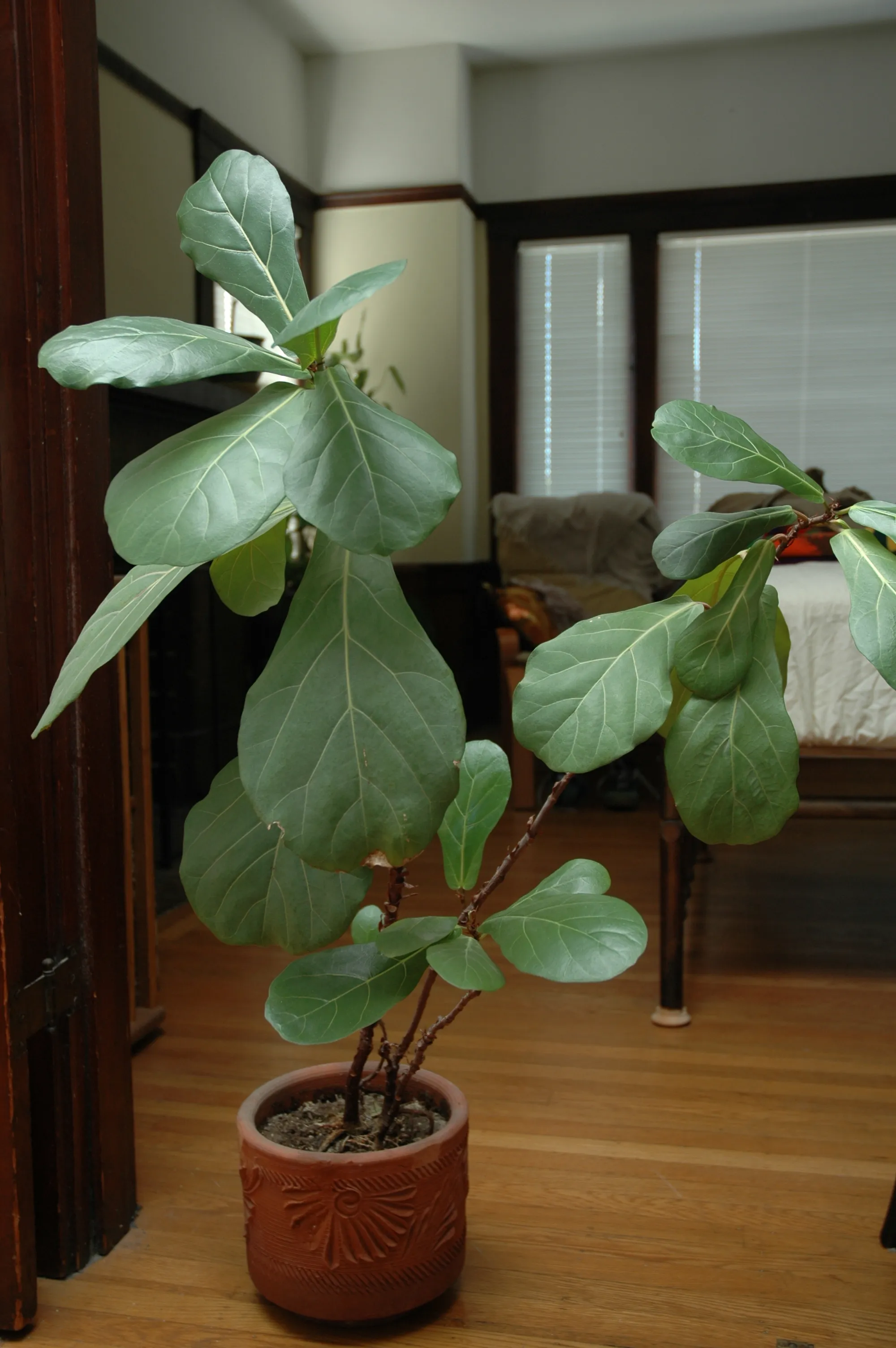 Junge Geigenfeige (Ficus lyrata) im Terrakottatopf, dünne Triebe mit großen, hell geaderten Blättern