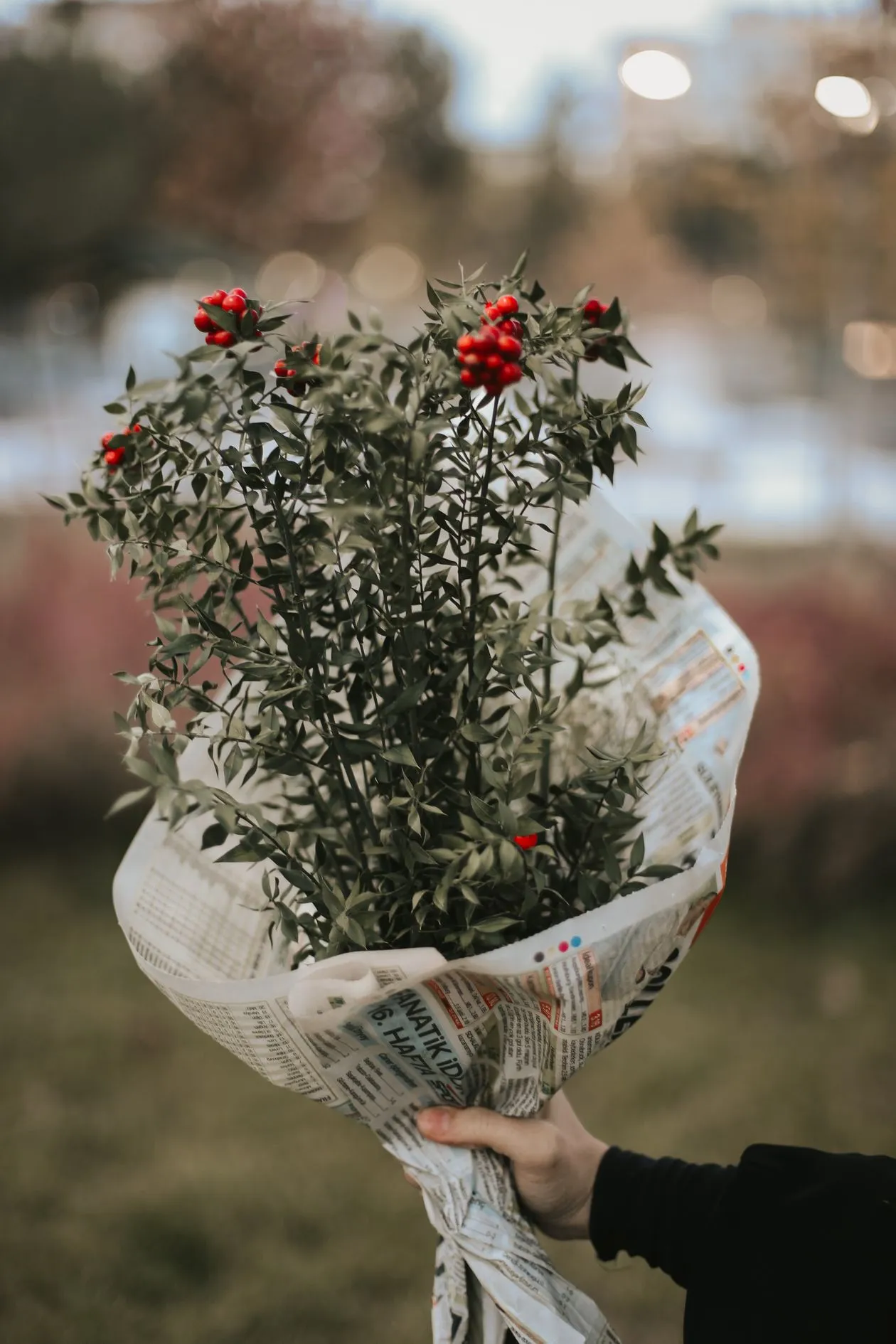 Gazeteye sarılı kokina demeti (Ruscus dalları + kırmızı Smilax taneleri), elde tutulurken