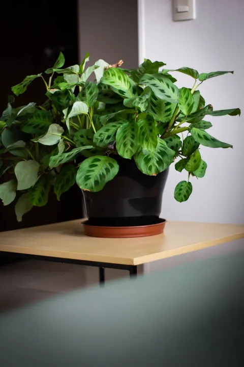 Maranta (Maranta leuconeura, dua bitkisi), kılçık desenli ve kırmızı damarlı yaprakları saksıda