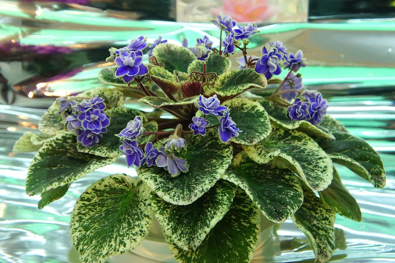 Blühendes Usambaraveilchen (Saintpaulia) mit violetten Blüten über einer Rosette samtiger Blätter