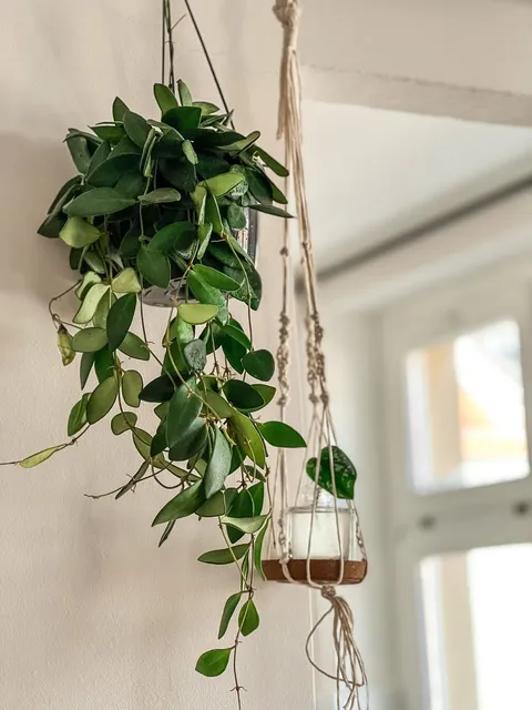 Mum çiçeği (Hoya carnosa, wax plant), kalın parlak yaprakları sarkan saksıda