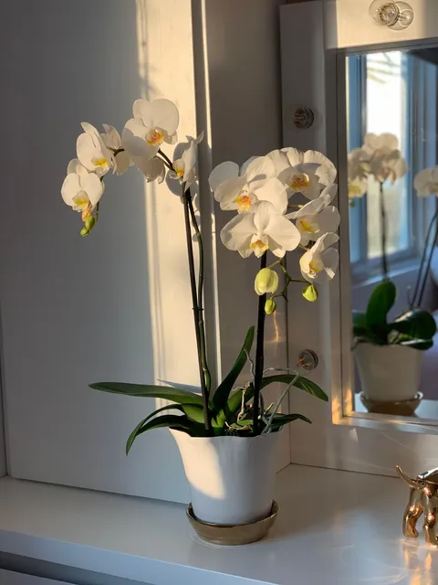 Weiße Phalaenopsis in einem weißen Keramiktopf auf einer hellen Ablage vor einem Spiegel; zwei Blütenrispen, Knospen, Blätter und einige Luftwurzeln
