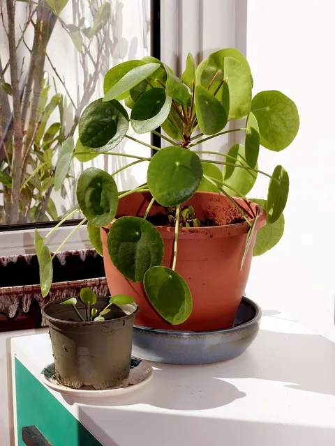 Pilea peperomioides mit runden, schildförmigen Blättern im Terrakottatopf auf einer hellen Fläche neben einem Fenster, daneben ein kleiner Topf mit bewurzelten Ablegern