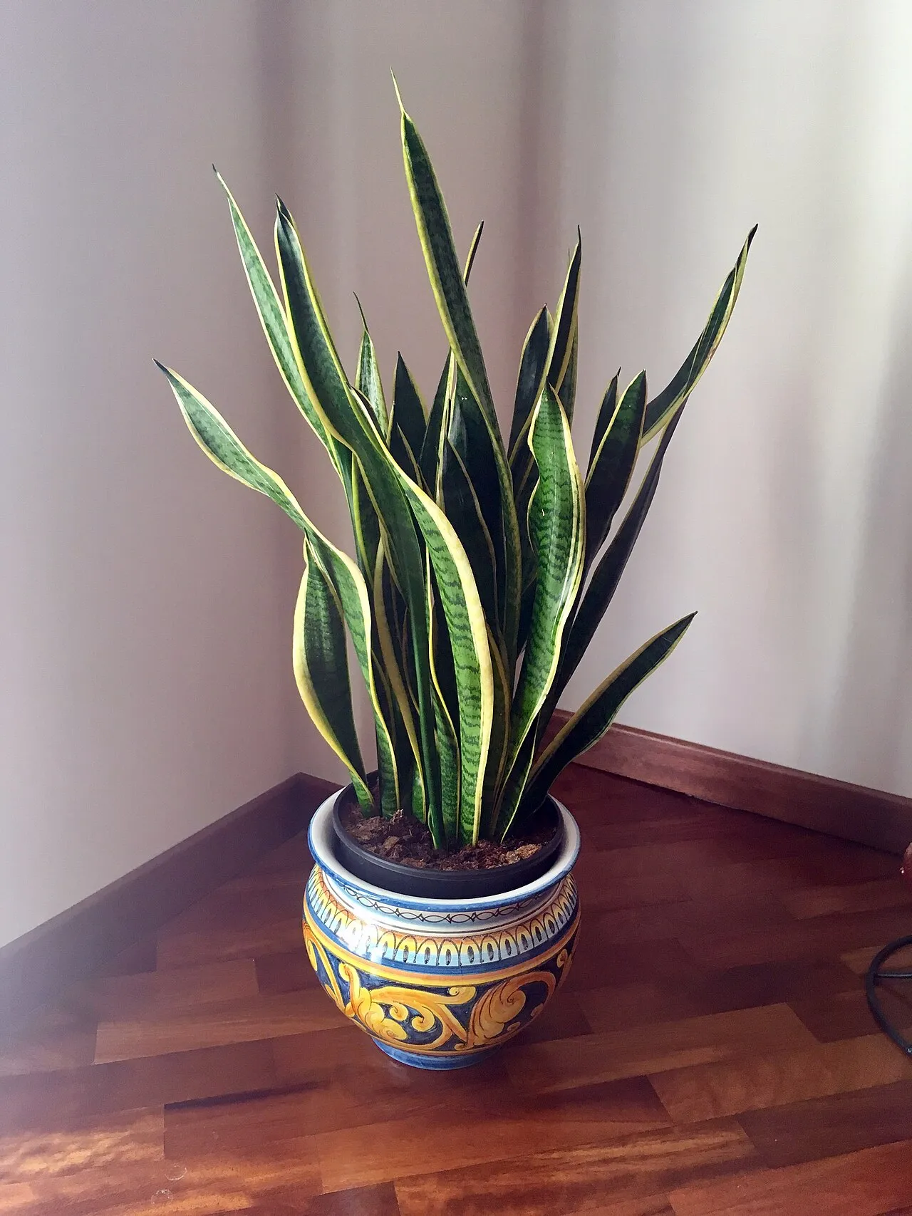 Bogenhanf (Dracaena trifasciata) im Topf, mit aufrechten, schwertförmigen Blättern und gelben Blatträndern