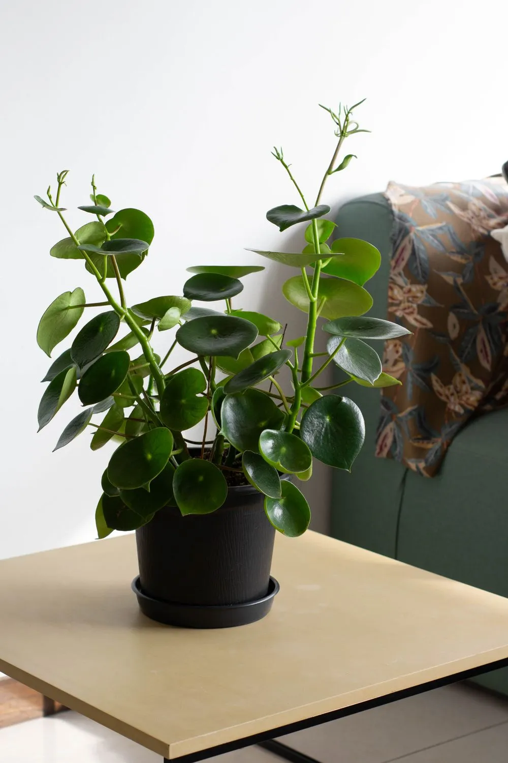Peperomia polybotrya mit dicken, glänzenden, tropfenförmigen Blättern im schwarzen Topf mit Untersetzer auf einem hellen Beistelltisch