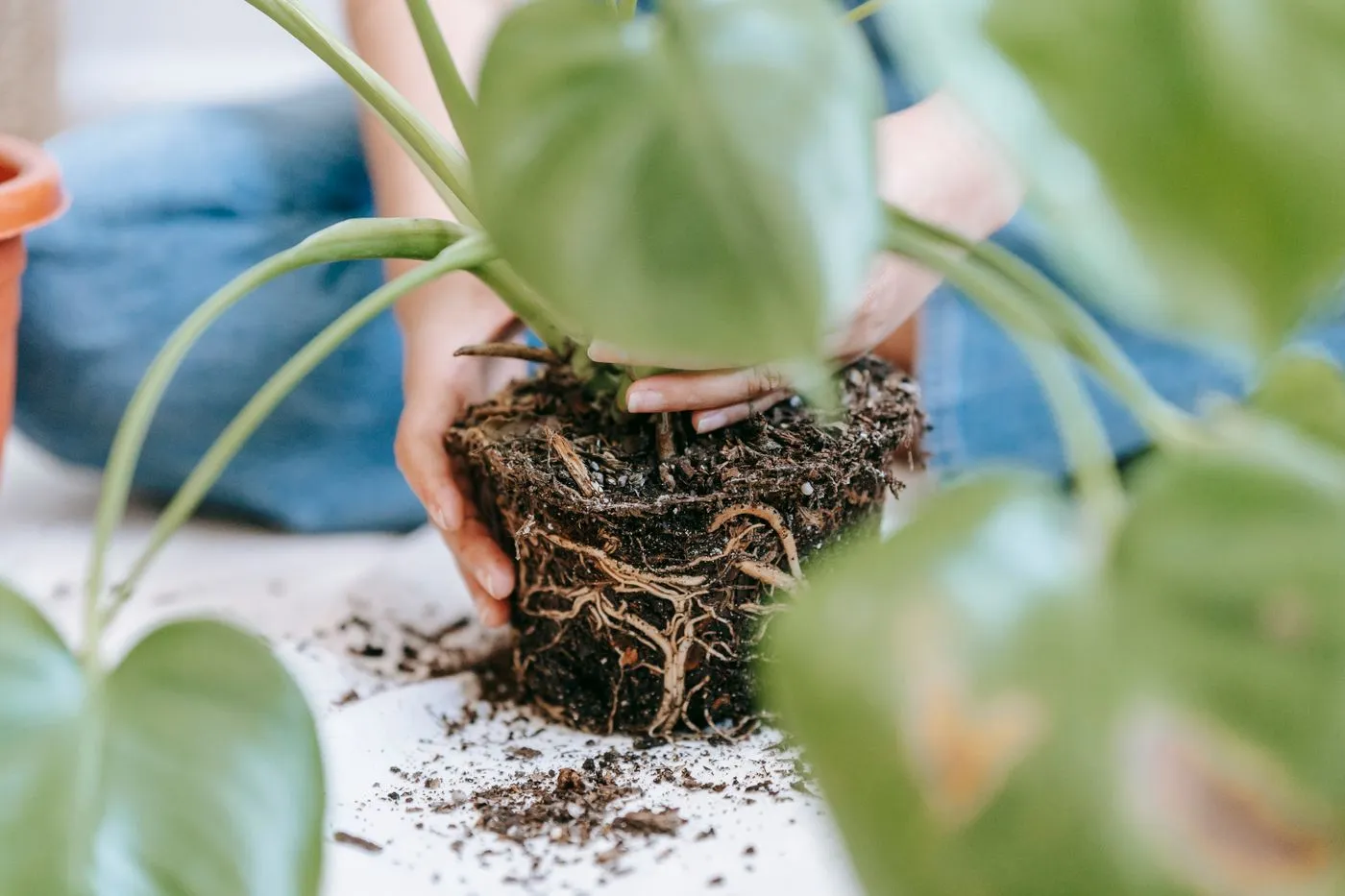 Klaarstaan om te verpotten: de uit de pot gehaalde kluit, met daarnaast verse potgrond en een pot met een afwateringsgat.