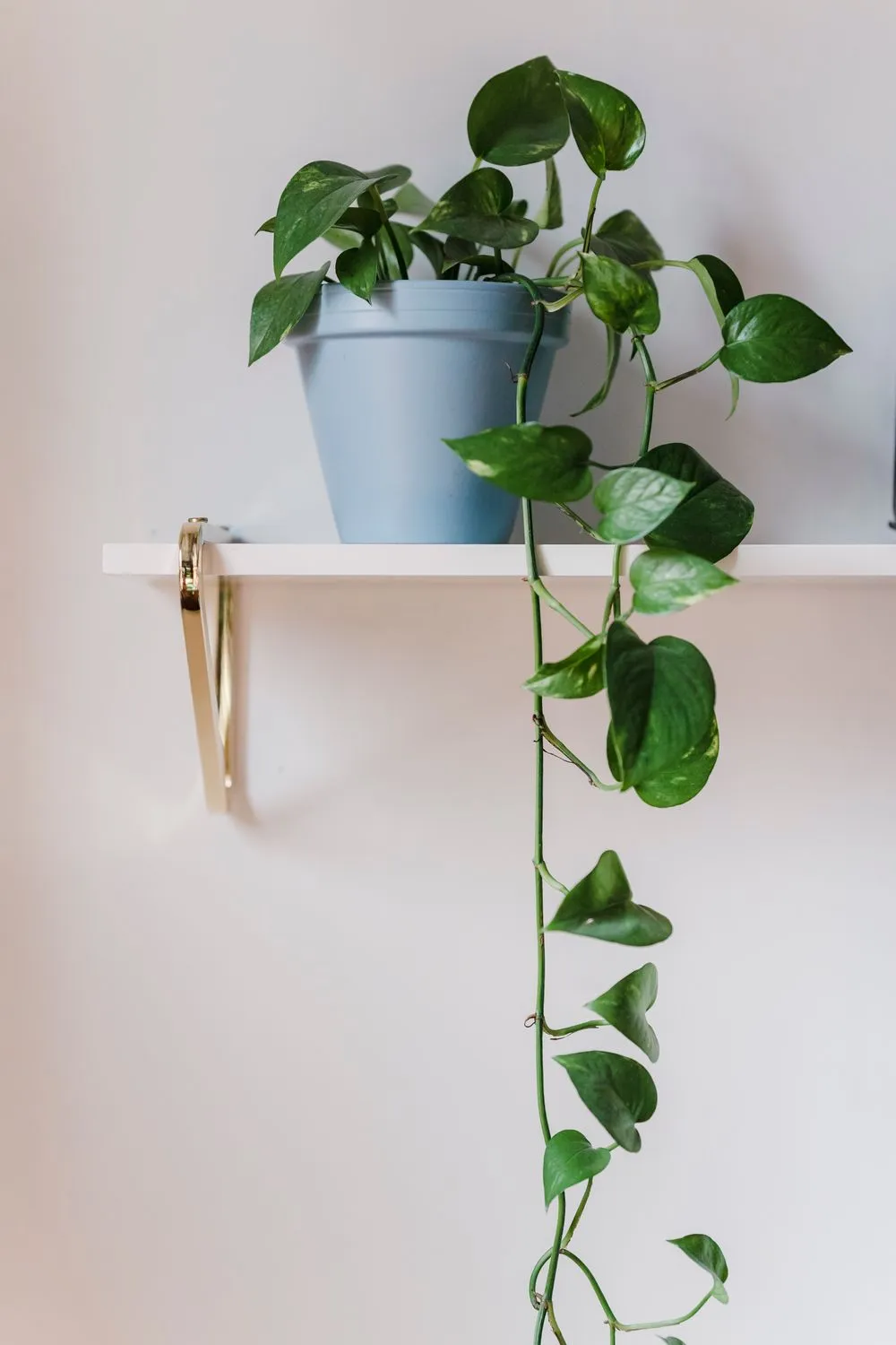 Efeutute (Epipremnum aureum) im Topf, mit herabhängenden, gelbgrün panaschierten herzförmigen Blättern