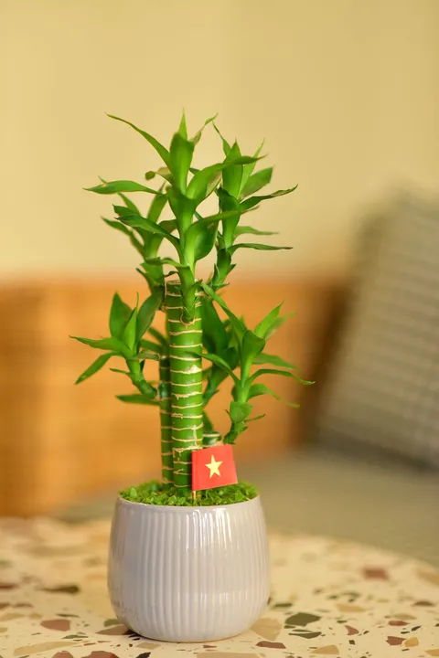 Şans bambusu (Dracaena sanderiana, lucky bamboo) seramik saksıda