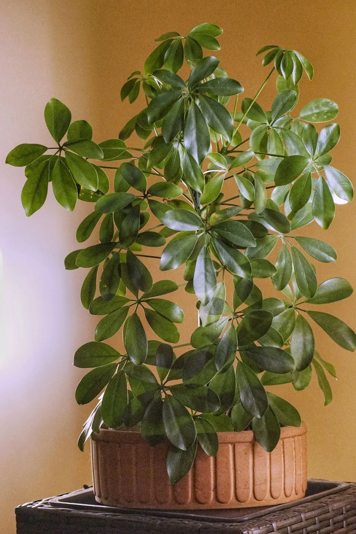 Schefflera (Heptapleurum arboricola) im Topf, glänzend grüne Fiederblättchen in Schirmform