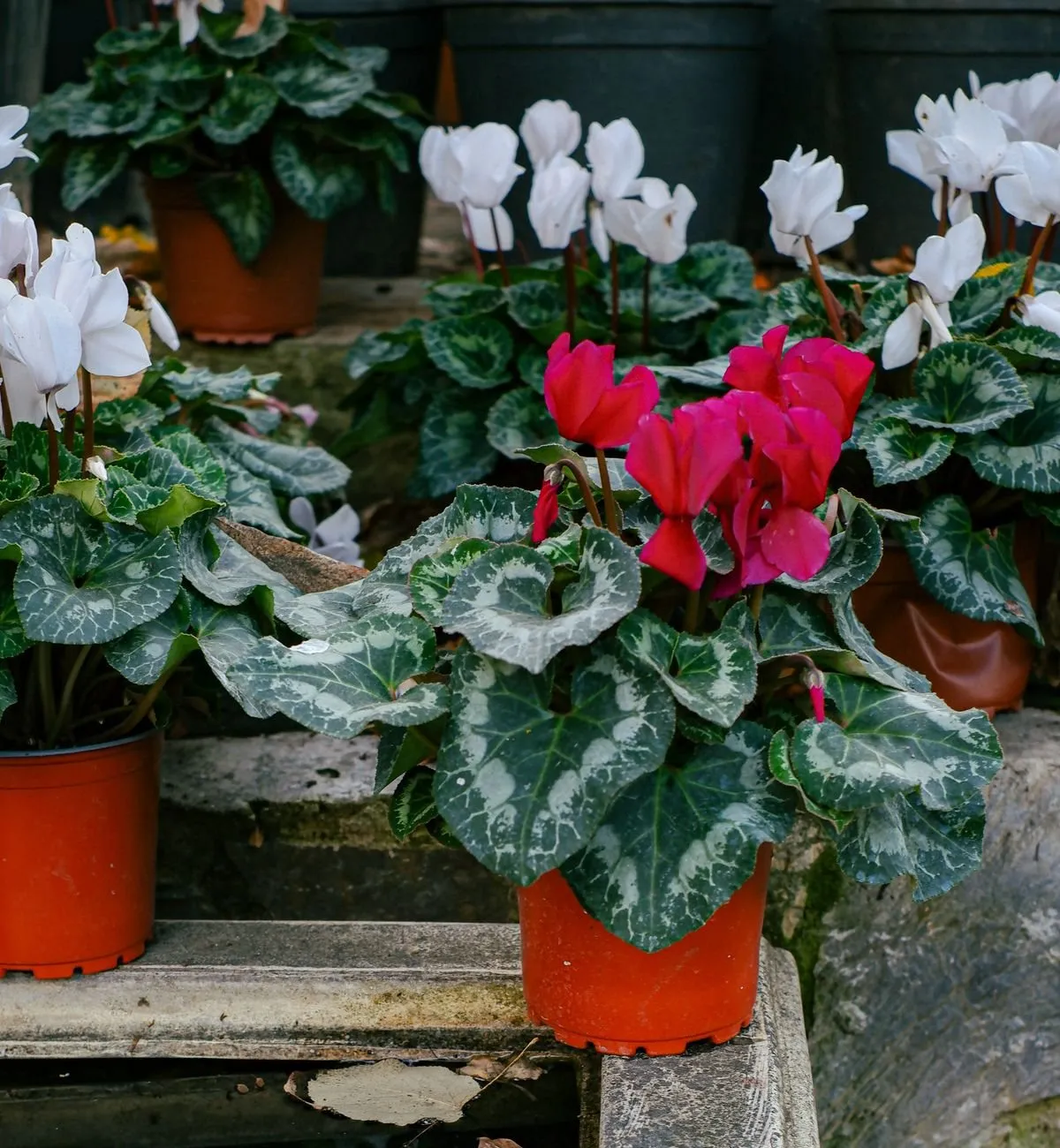 Pembe ve beyaz çiçekli siklamen (Cyclamen), gümüş desenli kalp yapraklar