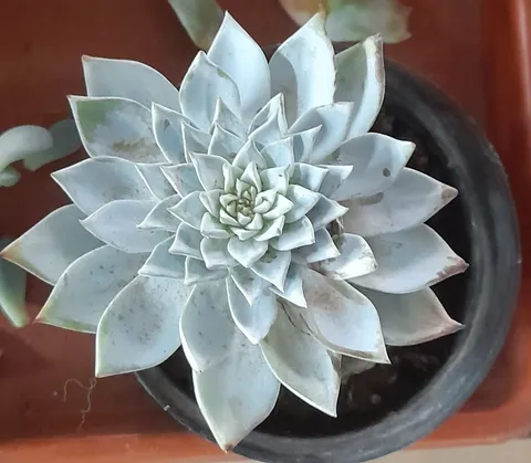Echeveria mit silbrig bereifter Blattrosette