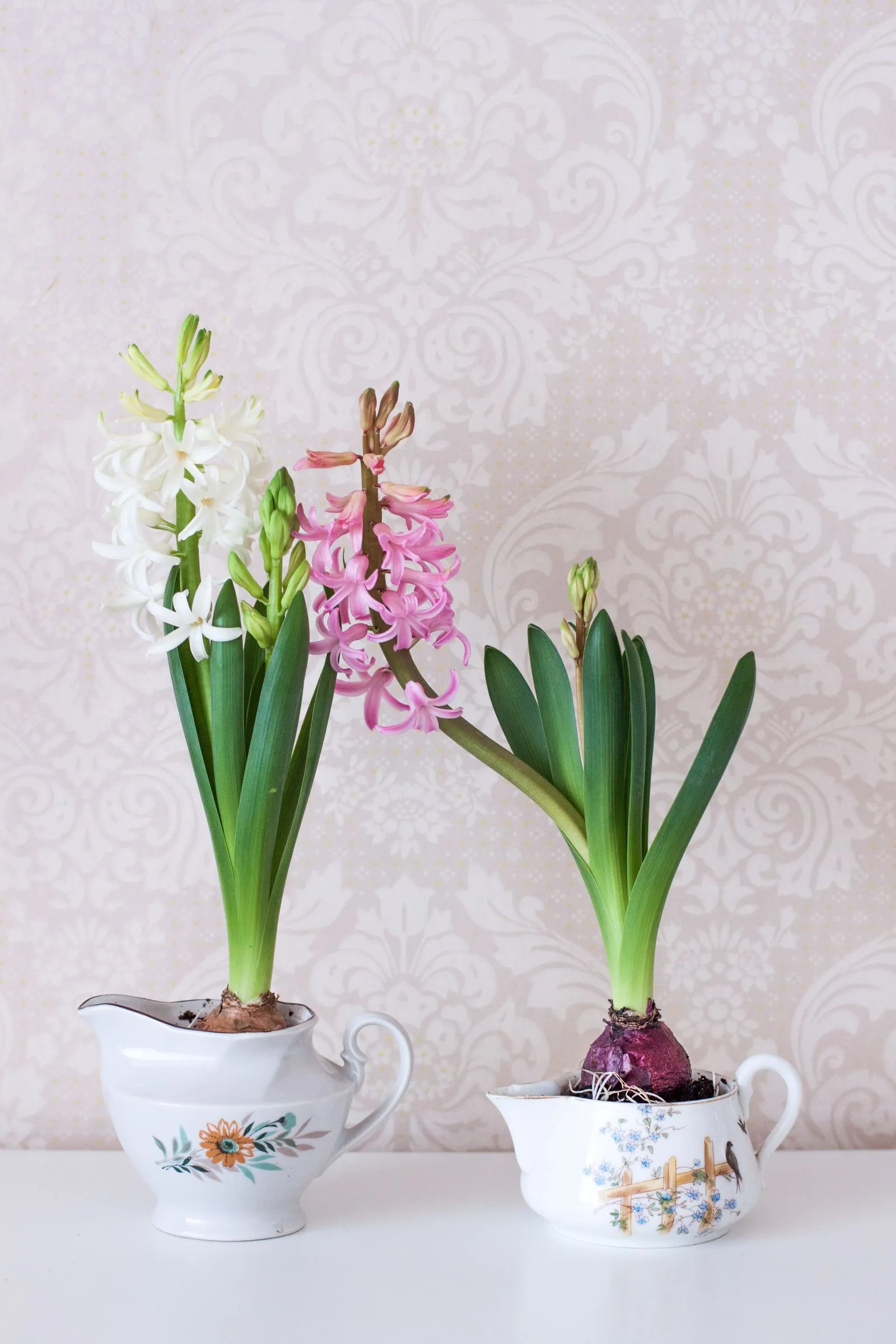 Porselen saksılarda beyaz ve pembe sümbüller (Hyacinthus), sık dizili yıldız biçimli çiçekler
