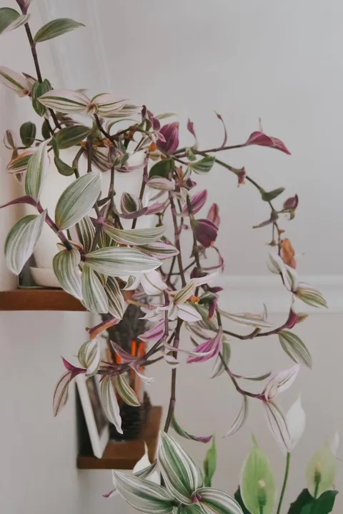 Telgraf çiçeği (Tradescantia zebrina), mor ve gümüş çizgili yaprakları sarkan raf üzerinde