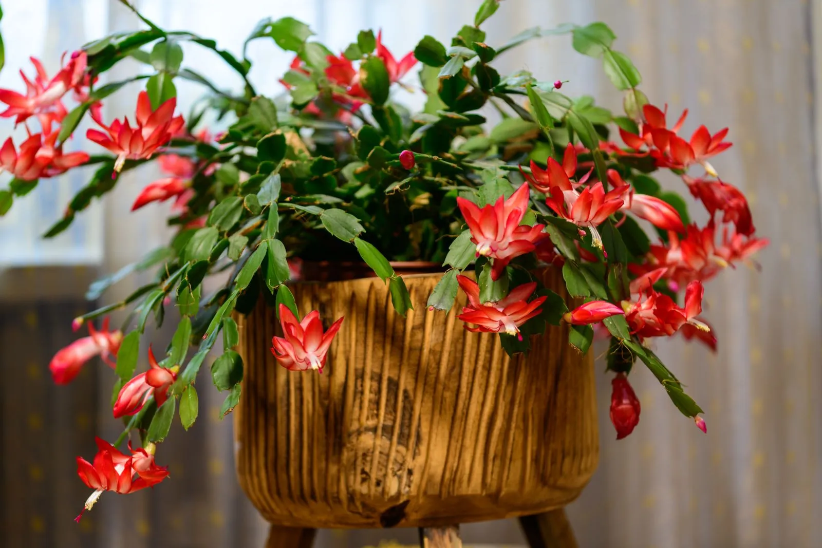 Blühender roter Weihnachtskaktus (Schlumbergera) im rustikalen Topf, überhängende Glieder