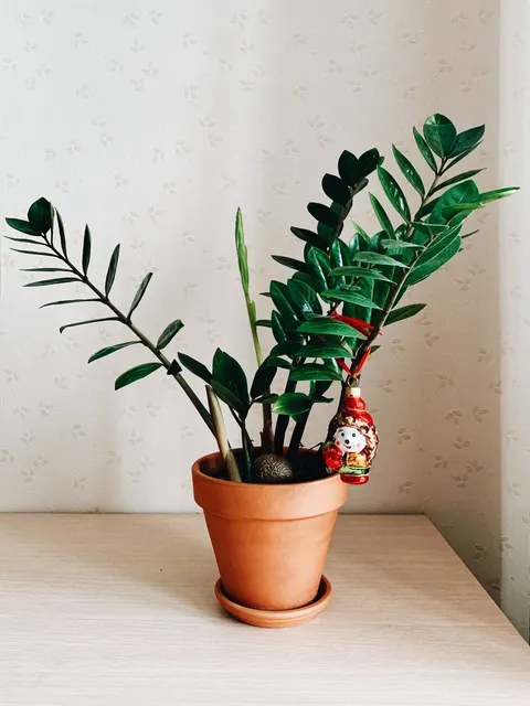 Terrakotta saksıda Zamia (Zeze) / ZZ bitkisi (Zamioculcas zamiifolia), parlak koyu yeşil tüysü yaprakları